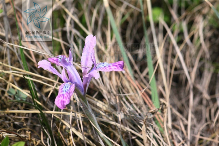  p>大粗根鸢尾为多年生 a href="#">草本 /a>,植株基部常有大量老叶