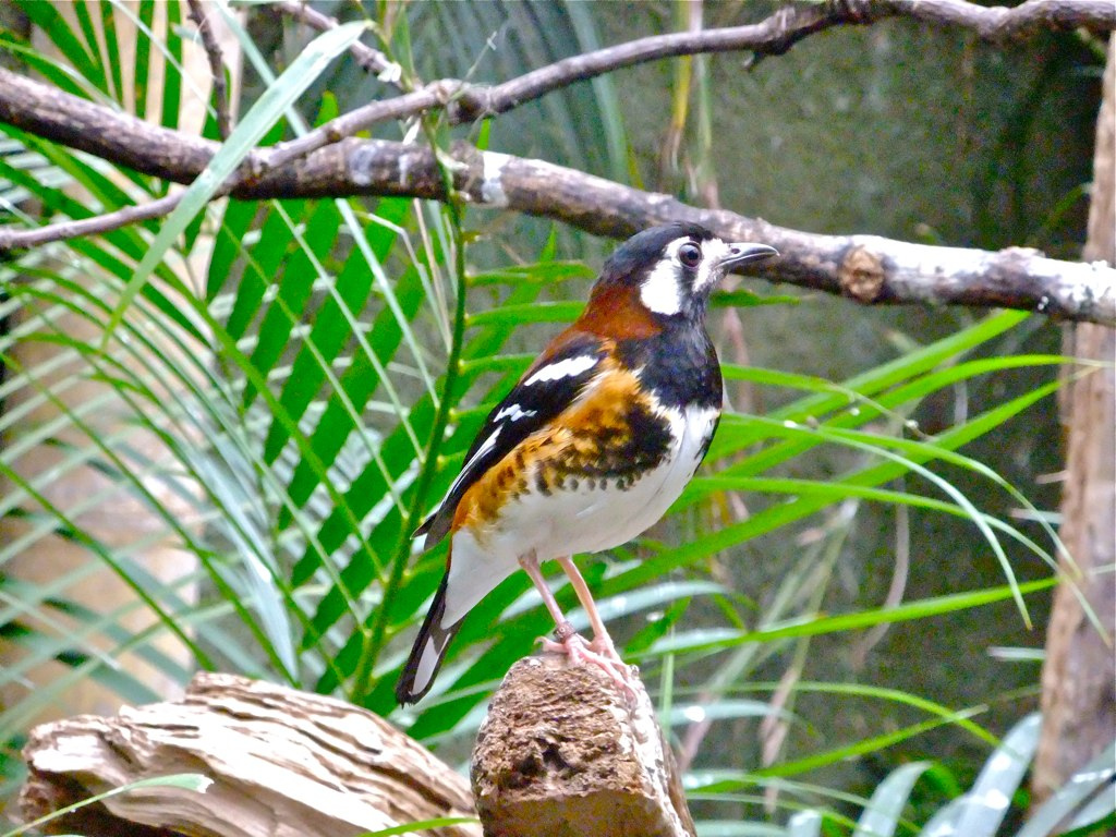  p>栗背地鸫分布于华莱士区(指传统的 a target="_blank" href="/item