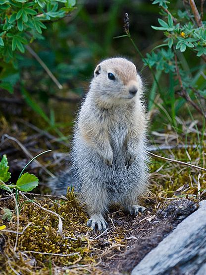  p>北极地松鼠(学名: i>spermophilus parryii /i>)体型和普通 a