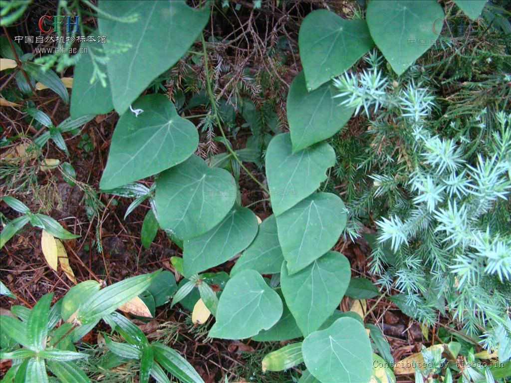  p>千金藤,中药名.