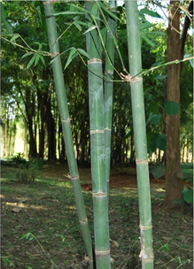  p> a href="#" data-lemmaid="2438101"> /a>小叶龙竹(学名: i>