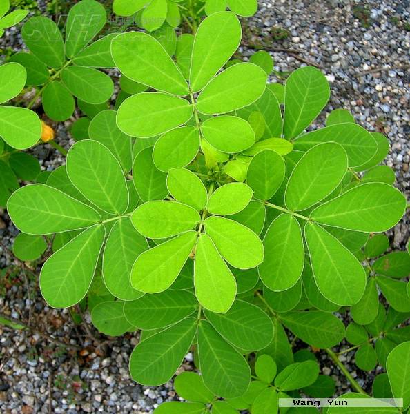 cassia tora i>linn /i>):豆科 a target="_blank" href="/item/决明