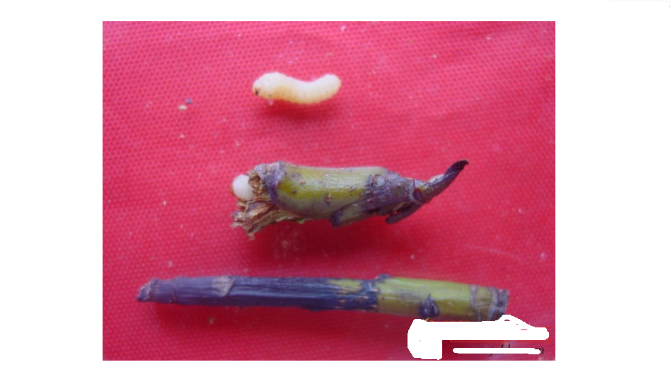  p data-id="gnbc0lp6rq">梨茎蜂(又叫梨梢茎蜂或梨茎锯蜂)从梨树的次