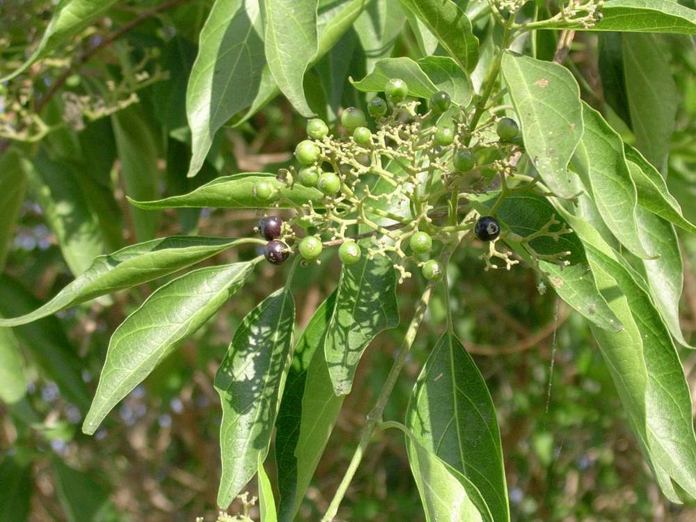 叶片卵状披针形至披针形,长1.