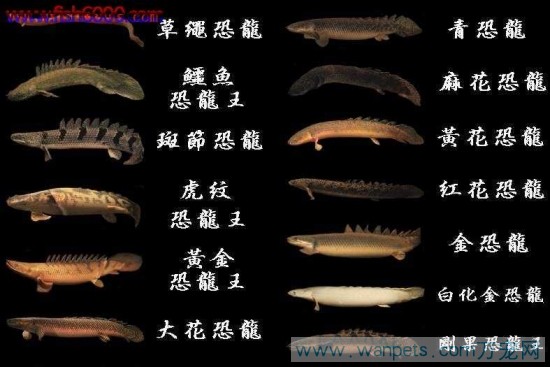  p>恐龙(英文名:dinosaur),是指三角龙,现代鸟类和梁龙最近的共同祖先