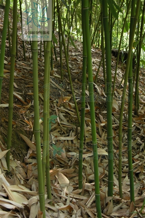  p>密毛箭竹(学名:fargesia plurisetosa wen)属箭竹属禾本科植物