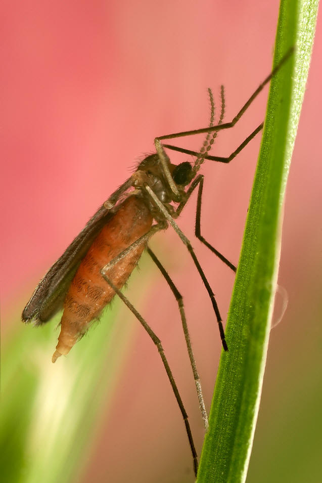  p>瘿蚊科(cecidomyiidae)是 a href="#" data-lemmaid="1622398">