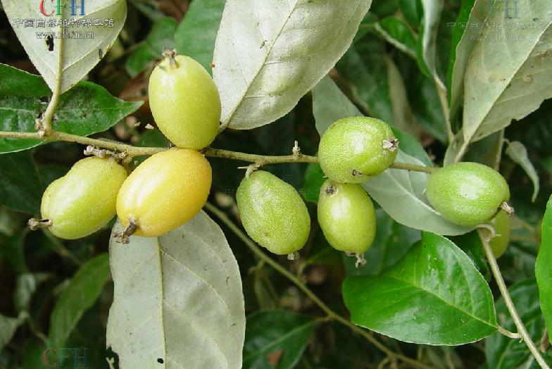  p>大花胡颓子,拉丁文名:elaeagnus macrantha rehd.