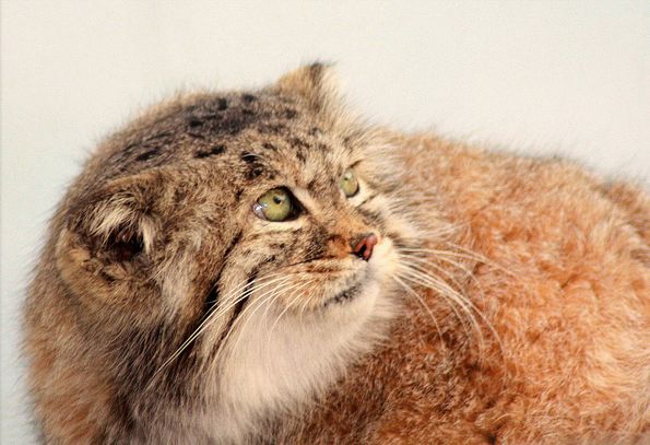  p>兔狲(学名: i>otocolobus manul /i>):是食肉目,猫科,兔狲属的动物