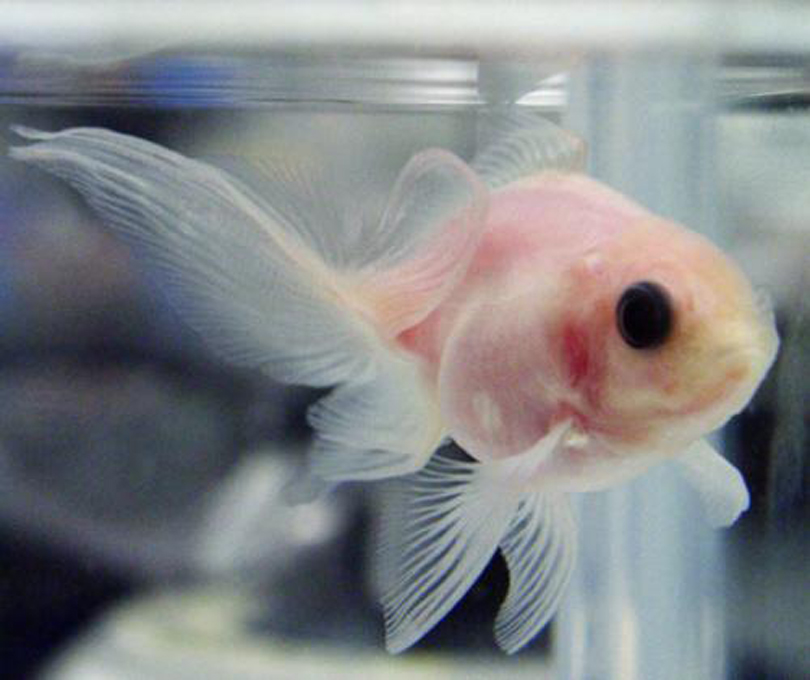  p>透明金鱼是日本科学家利用基因突然出现变异的浅色金鱼交配而成的