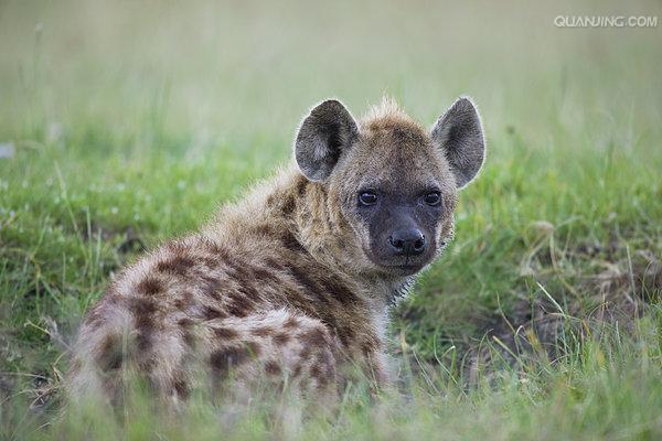  p>斑鬣狗(学名: i>crocuta crocuta /i>):又名斑点鬣狗,体长约95-160