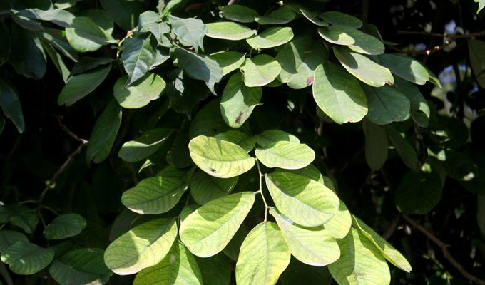  p>钝叶黄檀(学名: i>dalbergia obtusifolia  /i>(baker) prain)是