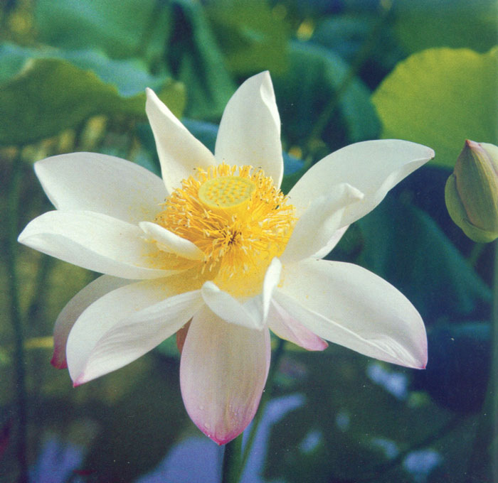 水生维管束植物