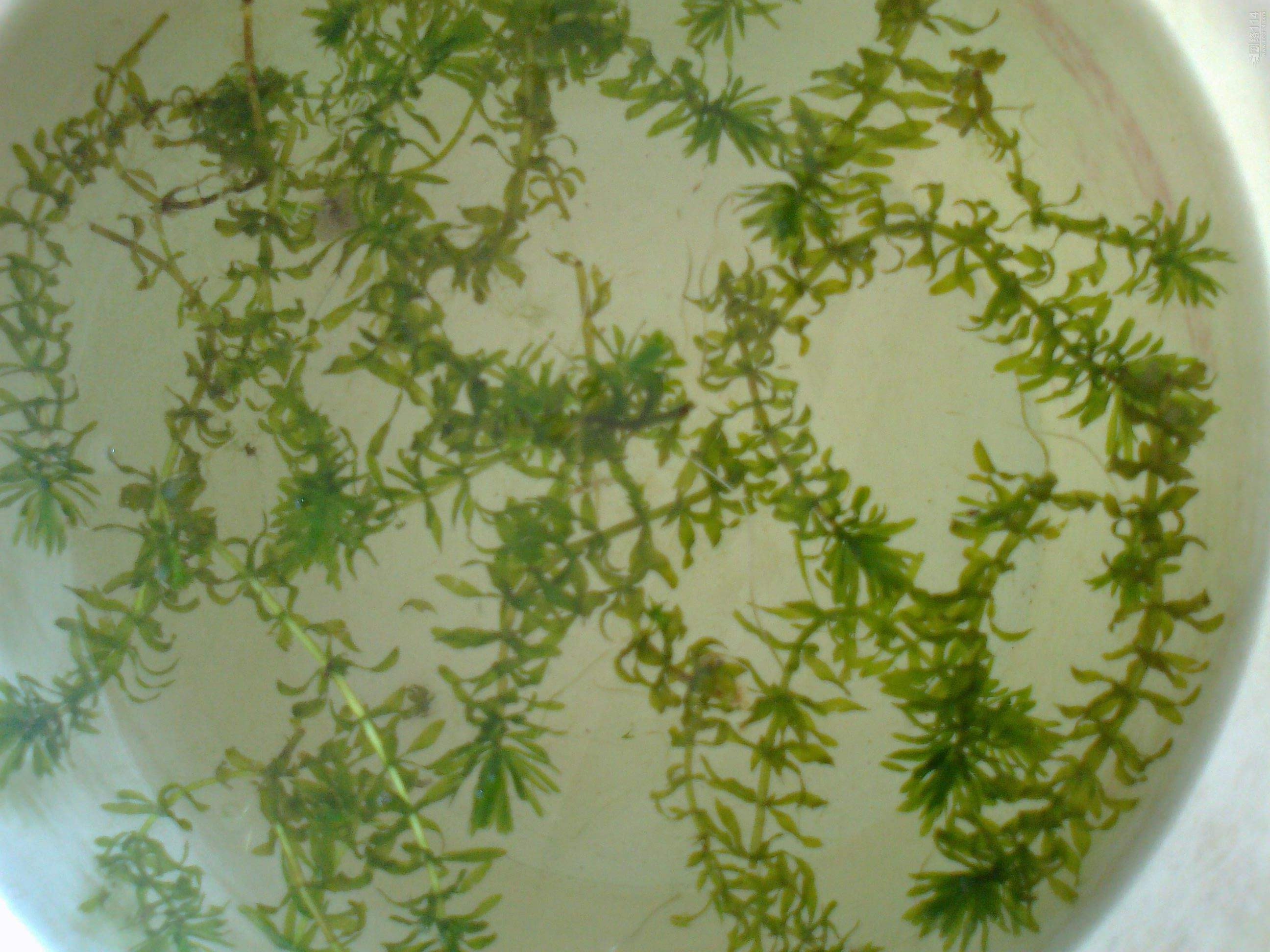 royle)是水鳖科黑藻属植物.