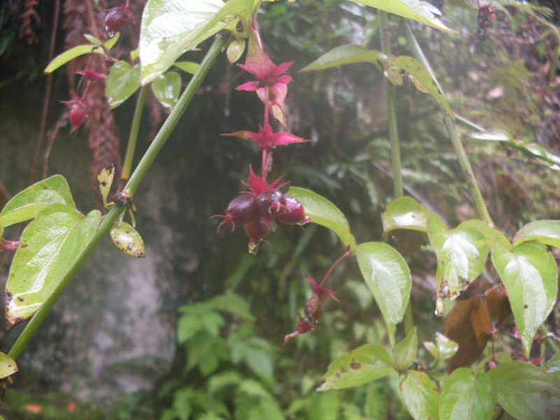 nagarum /i> stapf),别称:草乌,保山附片,小黑牛,水乌头,山乌头(云南