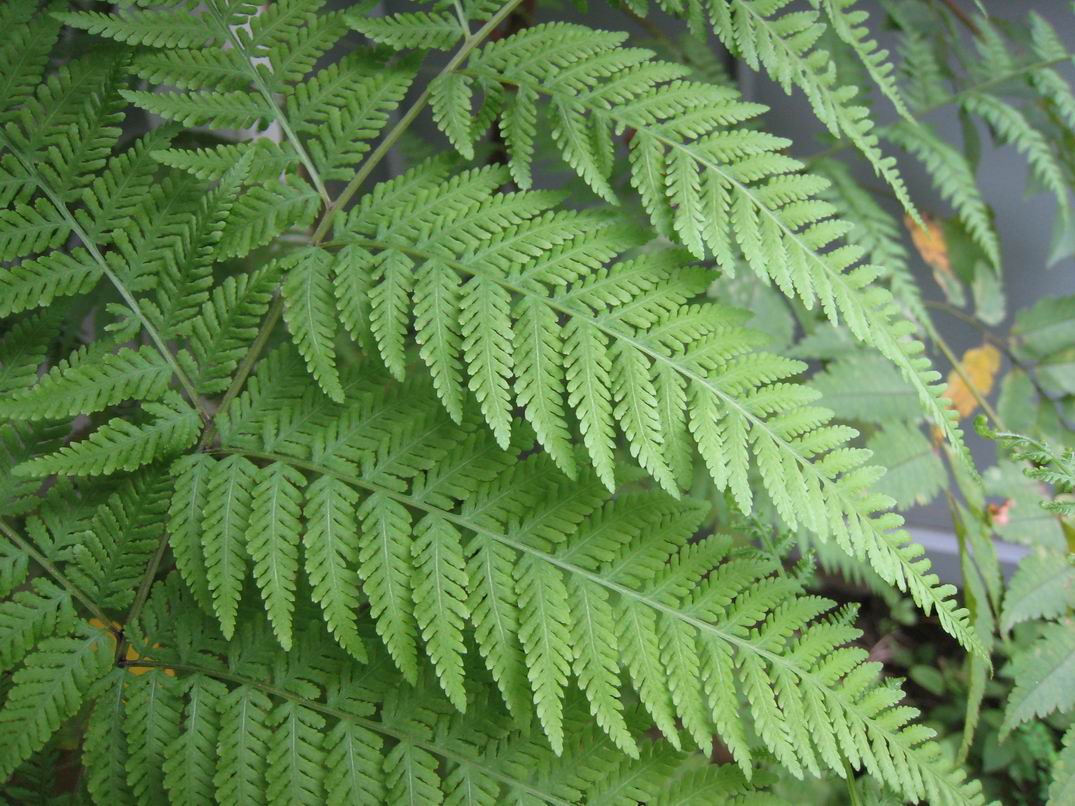  p>金星蕨科属于薄囊蕨纲植物. 陆生植物.