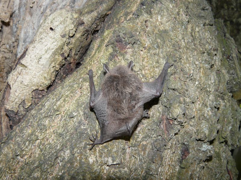  p>水鼠耳蝠(学名: i>myotis daubentonii /i>),是蝙蝠科,鼠耳蝠属