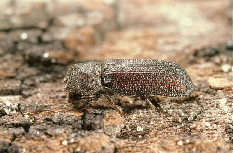 drugstore beetle是 a target="_blank" href="/item/窃蠹科/8658098"