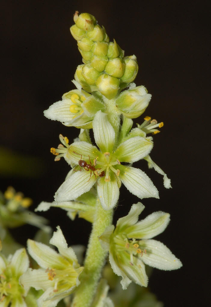  p data-id="gnaqd6sewp">鹿食草,毛茛科铁筷子属植物. /p>
