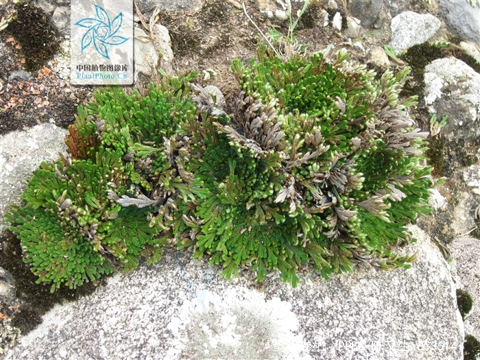  p>垫状卷柏(学名: i>selaginella pulvinata /i>  (hook.