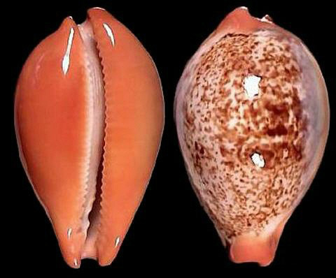  p>凯瓦兰福宝螺是 a href="#" data-lemmaid=