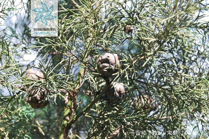  p>干香柏(学名: i>cupressus duclouxiana  /i>hickel)是柏科,柏木属