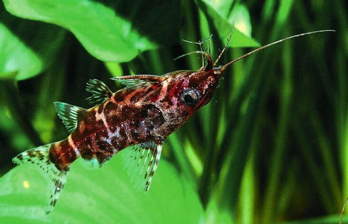  i>synodontis nigriventris /i>),又称 a href="#">反游猫 /a>