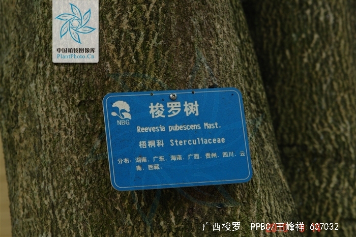 target="_blank" href="/item/梭罗树属">梭罗树属 /a>下的一个变种