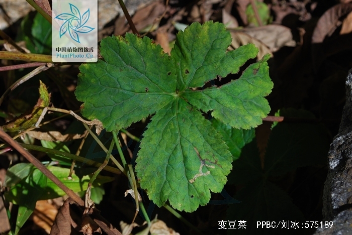 变豆菜