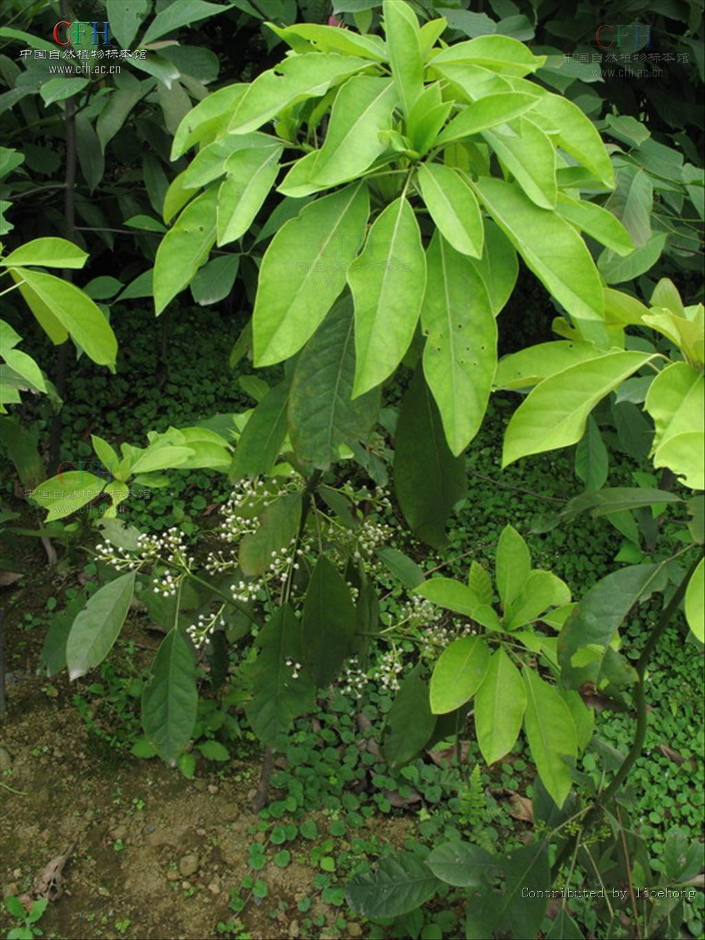 牛耳枫(牛耳枫的功效与作用及禁忌症)