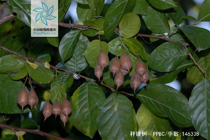  p>秤锤树(学名: i>sinojackia xylocarpa hu /i>)是安息香科,秤锤树