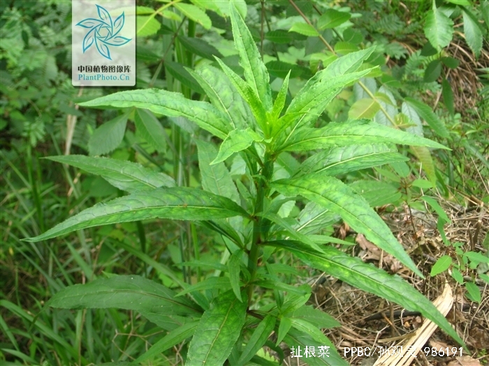  p>扯根菜(学名: i>penthorum chinense /i> pursh)是指虎耳草科扯根