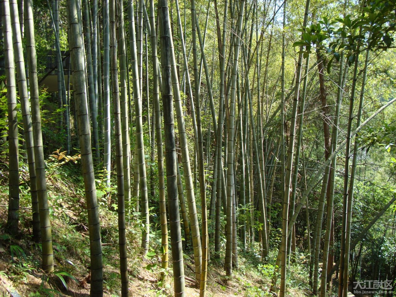 m. yang)是禾本科井冈寒竹属植物,竿高1.