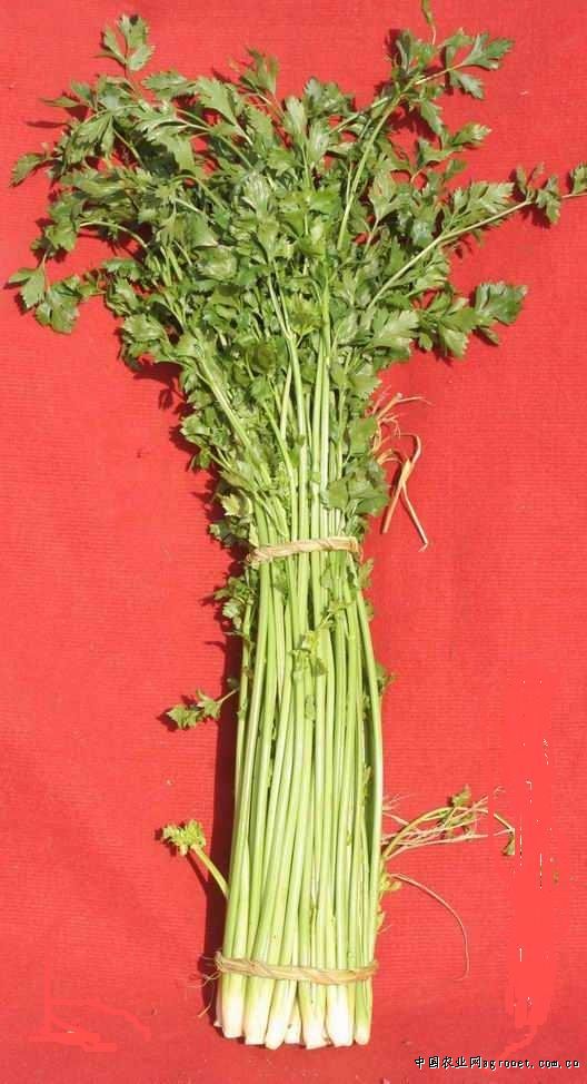  p>大齿山芹(学名: i>ostericum grosseserratum /i>  (maxim.