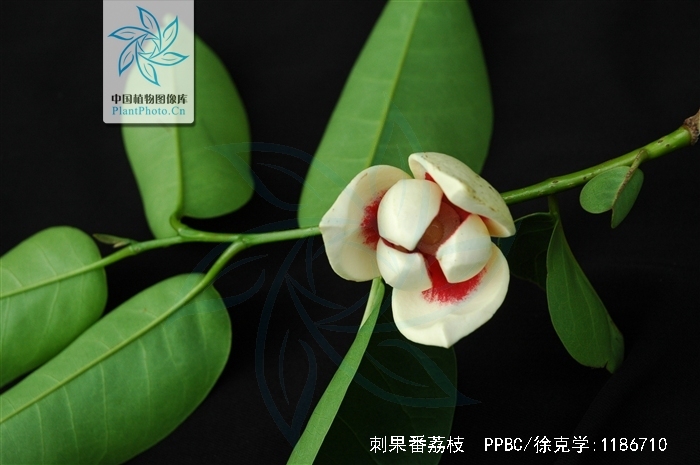  p>刺果番荔枝(学名: i>annona muricata /i> linn.