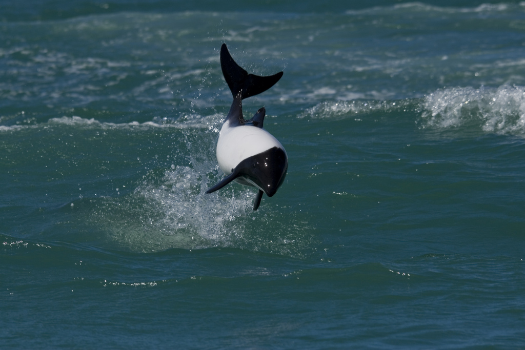  p>花斑喙头海豚是康氏矮海豚的俗称(学名: i>cephalorhynchus