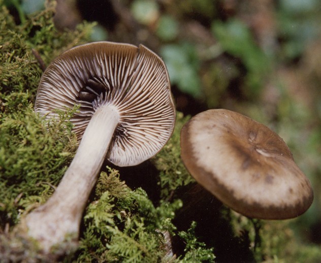  p>离褶伞属是伞菌目中白蘑科内的物种之一,所属植物界,分布于河北