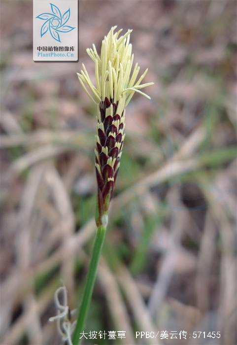 carex lanceolata boott