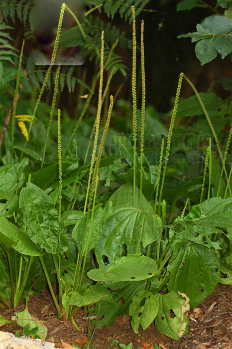 plantago major