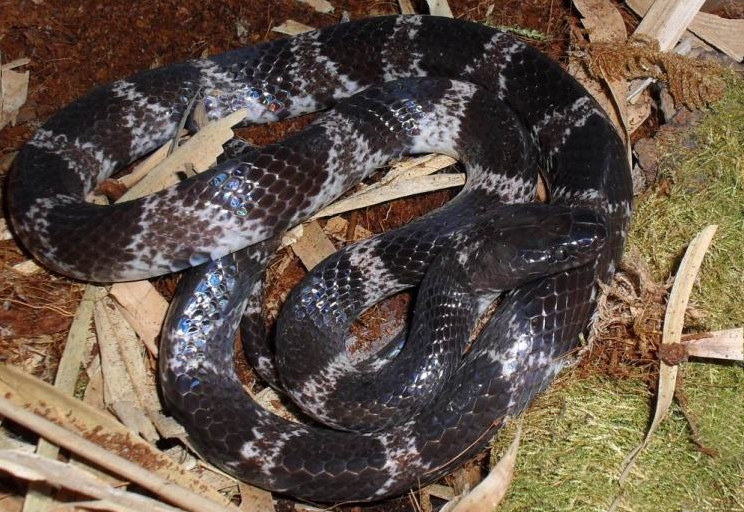  p>黑背白环蛇(学名: i>lycodon ruhstrati /i>)为游蛇科白环蛇属的