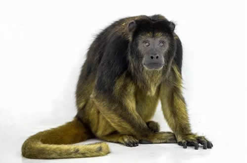 black-and-gold howler monkey