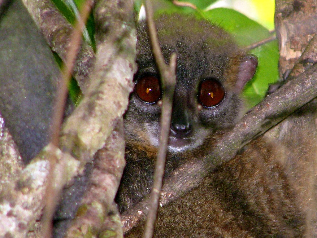  p>马岛鼬狐猴,是 a href="#" data-lemmaid="3516708">脊索动物门 /a