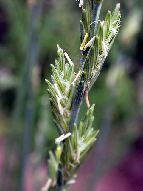 elytrigia intermedia (host) nevski
