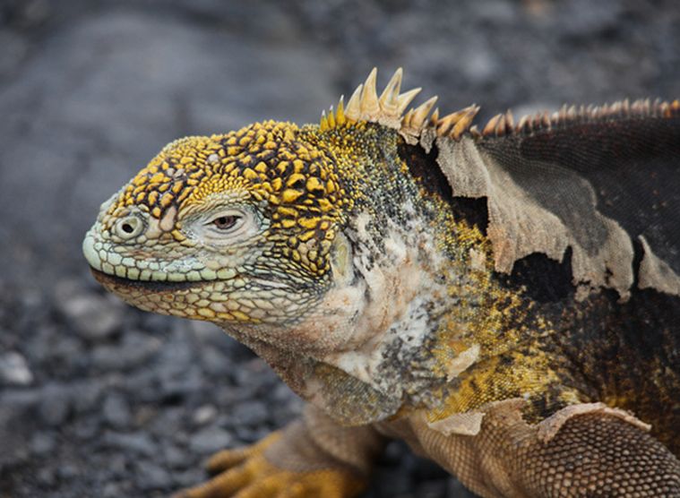  p>加拉帕戈斯陆鬣蜥(学名: i>conolophus subcristatus /i>):体重达