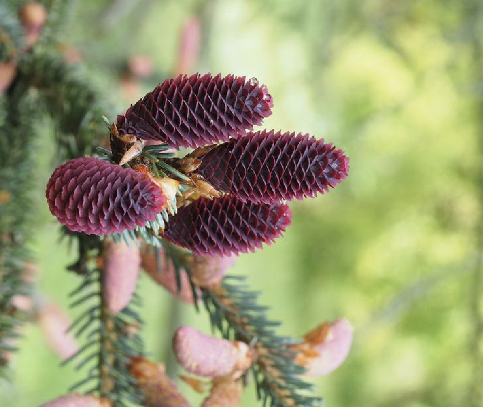  p>丽江云杉(学名: i>picea likiangensis /i> (franch.) pritz.