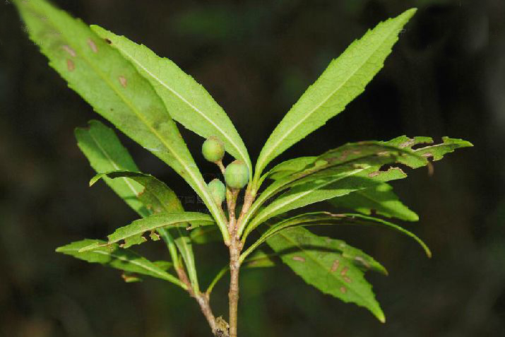  p>细叶石斑木(学名:rhaphiolepis lanceolata hu),是 a>蔷薇科 /a>