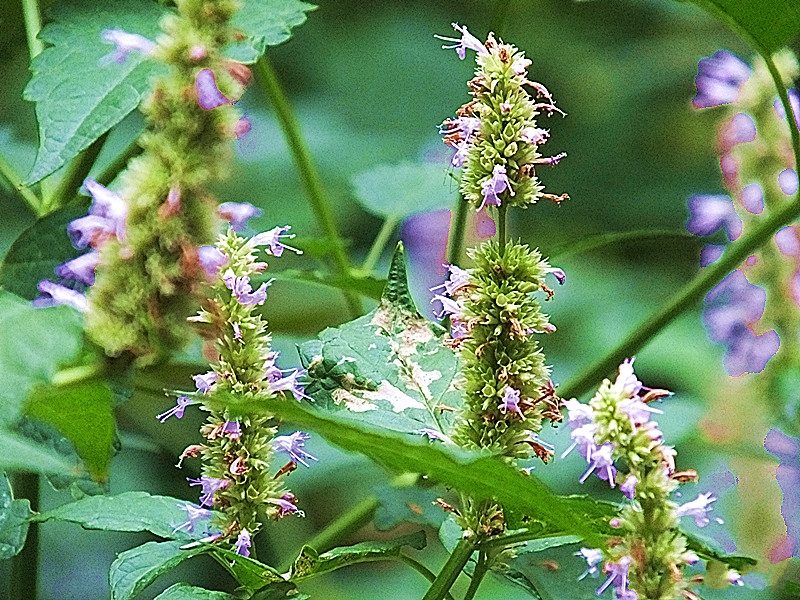  p>假薄荷(拉丁学名:mentha asiatica boriss.-bekrj.