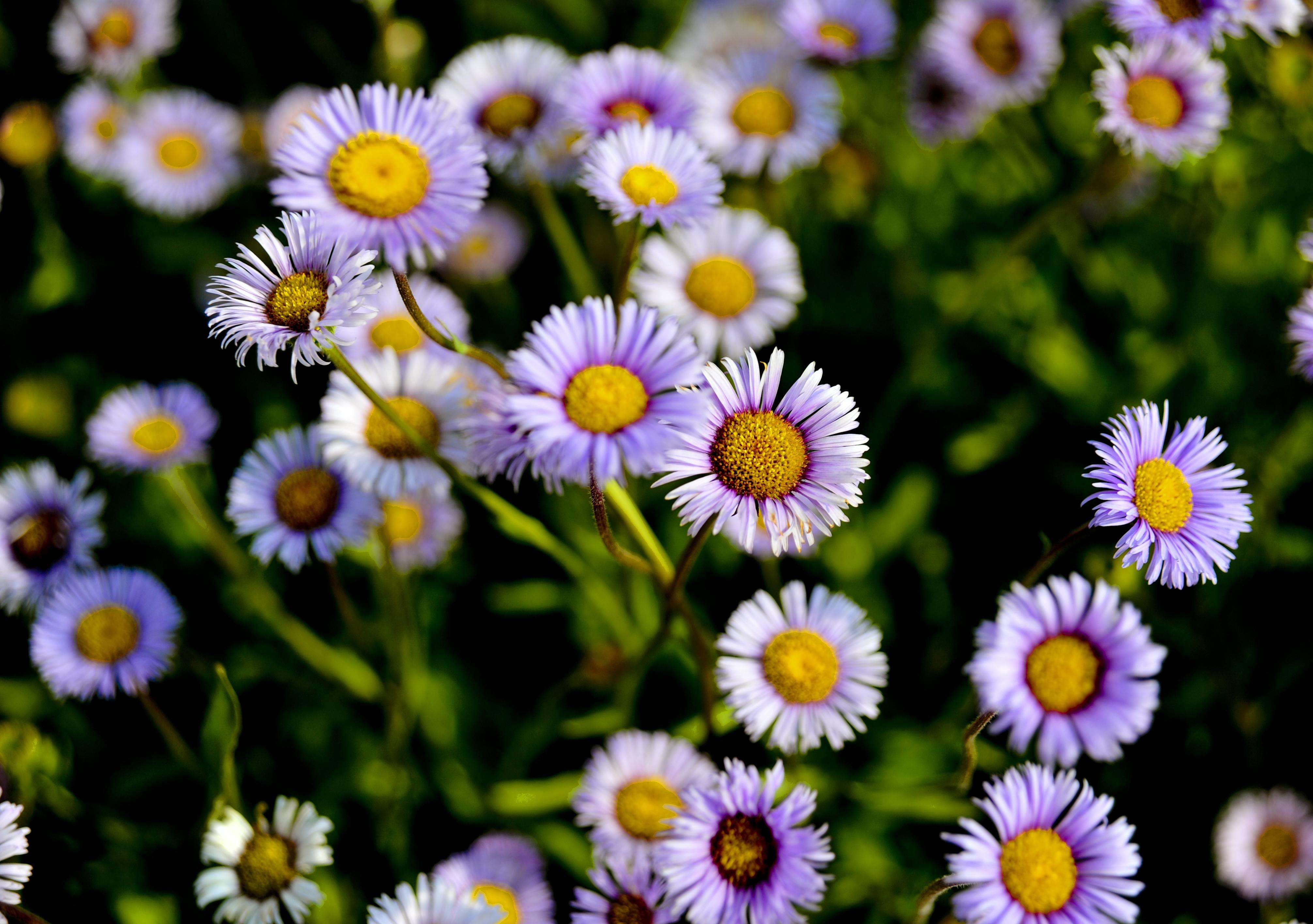  p>红河灯盏花, a target="_blank" href="/item/云南省/18664752"