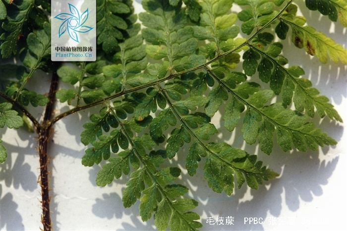 根状茎长,横长,连同叶柄基部被棕色,披针形鳞片;叶远生.