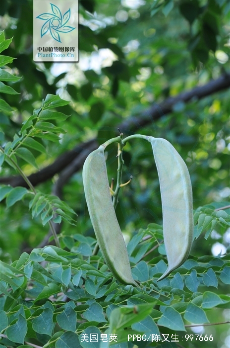 美国皂荚
